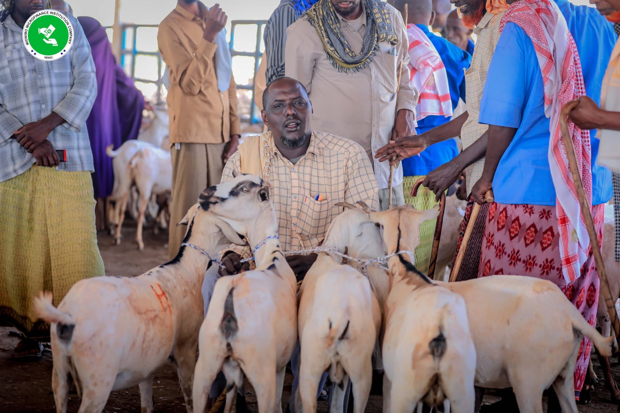Livestock Financing