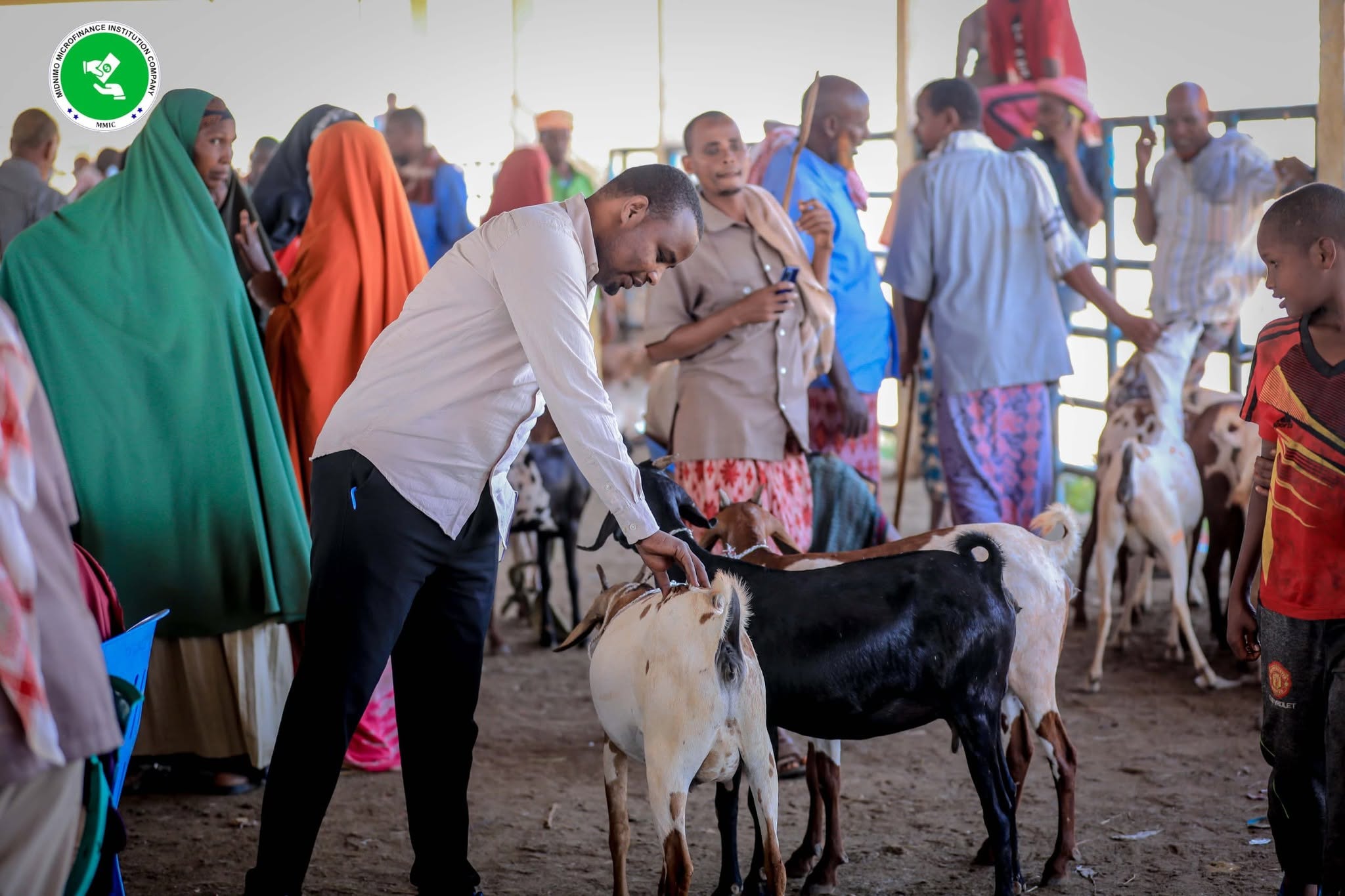 Livestock Financing infographic